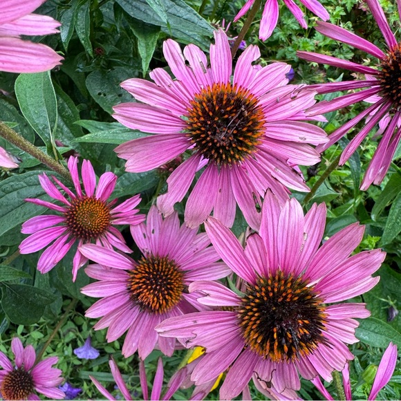 Thank you for shopping - Picture 4 of 5